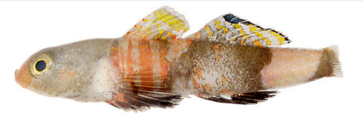 Lebetus guilleti_002